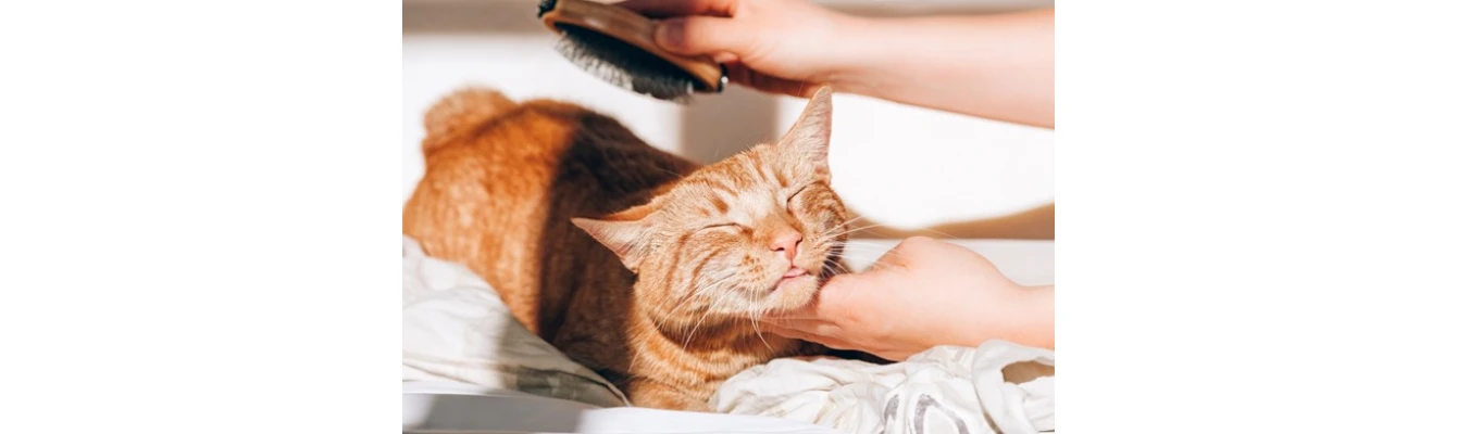 Φθινόπωρο και γάτα. 2 + 1 προϊόντα για γάτες και τη περιποίηση του δέρματος αλλά και του τριχώματός τους τη νέα εποχή! Φθινόπωρο και γάτα. 2 + 1 προϊόντα για γάτες και τη περιποίηση του δέρματος αλλά και του τριχώματός τους τη νέα εποχή!