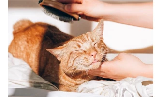 Φθινόπωρο και γάτα. 2 + 1 προϊόντα για γάτες και τη περιποίηση του δέρματος αλλά και του  τριχώματός τους τη νέα εποχή!