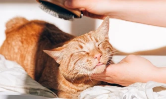 Φθινόπωρο και γάτα. 2 + 1 προϊόντα για γάτες και τη περιποίηση του δέρματος αλλά και του  τριχώματός τους τη νέα εποχή!