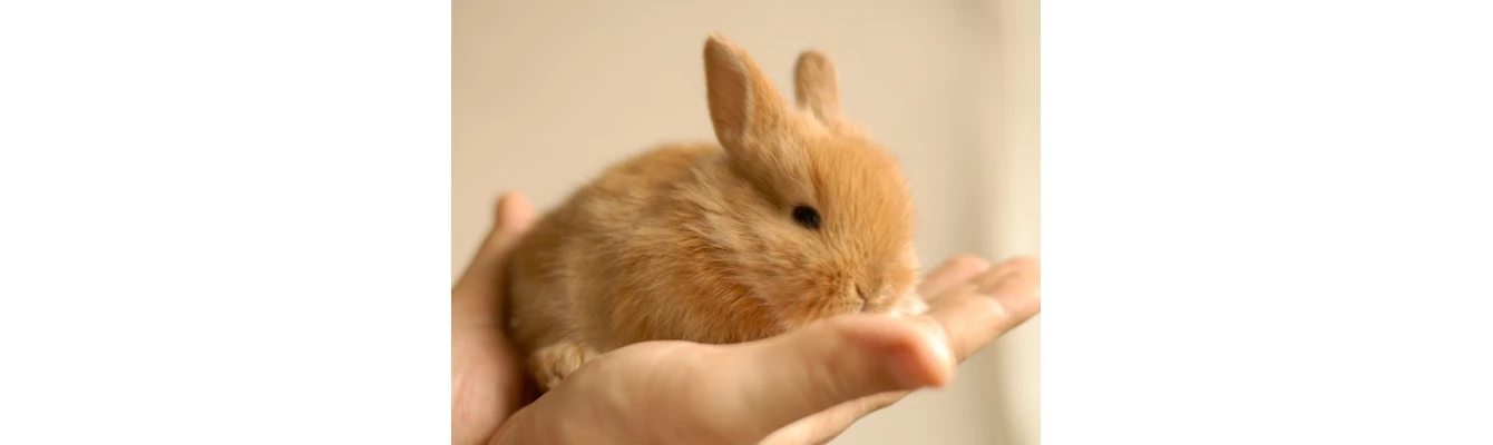 Κουνέλι για κατοικίδιο. 2 + 1 απαραίτητα προϊόντα για κουνέλια που θα πρέπει να πάρετε από την πρώτη μέρα! Κουνέλι για κατοικίδιο. 2 + 1 απαραίτητα προϊόντα για κουνέλια που θα πρέπει να πάρετε από την πρώτη μέρα!