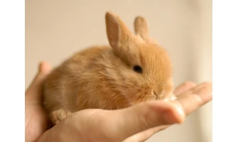 Κουνέλι για κατοικίδιο. 2 + 1 απαραίτητα προϊόντα για κουνέλια που θα πρέπει να πάρετε από την πρώτη μέρα!