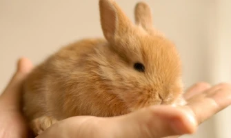 Κουνέλι για κατοικίδιο. 2 + 1 απαραίτητα προϊόντα για κουνέλια που θα πρέπει να πάρετε από την πρώτη μέρα!