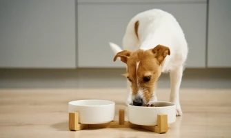 Καλοκαίρι και σκύλος. Τι πρέπει να προσέξετε στη διατροφή του σκύλου για να είναι υγιής και δραστήριος ;