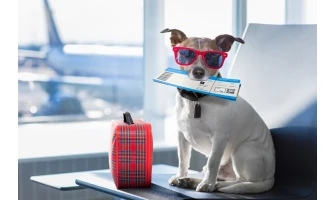 Τα must για ανέμελες διακοπές με το κατοικίδιό σας!