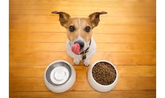 Acana και Orijen: Η σωστή διατροφή για έναν υγιή σκύλο