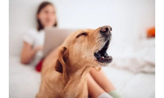 Γαύγισμα Σκύλου: Κατανοήστε τις ανάγκες του σκύλου σας