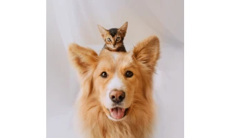 5+1 συμβουλές καθαριότητας για τον σκύλο και τη γάτα σας