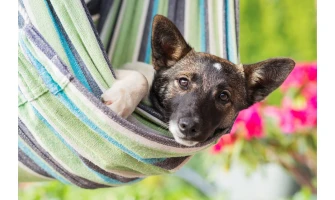 Πώς να περιποιηθείτε το κατοικίδιό σας εν μέσω καύσωνα