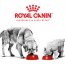Τι είναι η Royal Canin και γιατί θεωρείται κορυφαία επιλογή