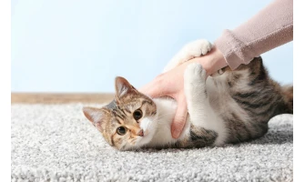 Νιαουρητό και …γατίσιες επιθυμίες: Αποκωδικοποιήστε τη γάτα σας!