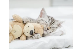 Είδατε τα παιχνίδια για γάτες του petshop88.gr;