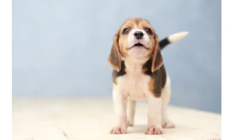 5+1 οδηγίες φροντίδας για το νέο κουτάβι σας