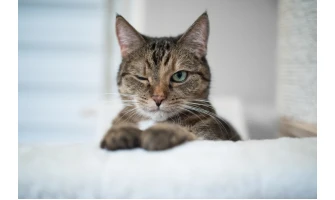 Για την υγιεινή και τη διασκέδαση της γάτας σας προτείνουμε…