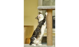 Πώς θα κάνετε τη γάτα σας να χρησιμοποιεί το ονυχοδρόμιο, αντί για τα έπιπλά σας!