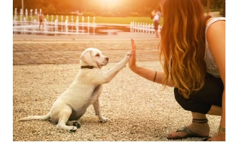 Κατανοήστε τα συναισθήματα του σκύλου σας από τις αντιδράσεις του!