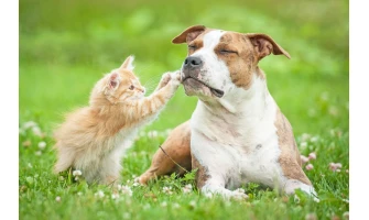 Συμβουλές περιποίησης για τον σκύλο & τη γάτα σας!