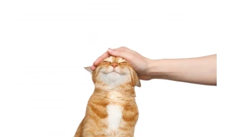 Συμβουλές για να κρατήσετε τη γάτα σας ευτυχισμένη!