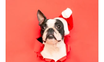 Παιχνίδια και ονυχοδρόμια για τη γάτα σας!