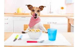 Τροφές σκύλου & γάτας για υγιή κατοικίδια!