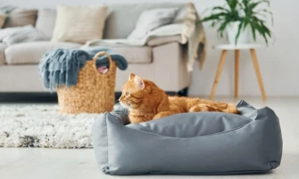 Θα υιοθετήσετε μια χνουδωτή γάτα; Τα 2 + 1 προϊόντα για γάτες που θα χρειαστείτε!