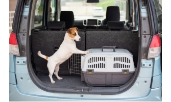 Πώς να καθησυχάσετε το κατοικίδιο σας κατά τη διάρκεια μεταφοράς με κλουβί