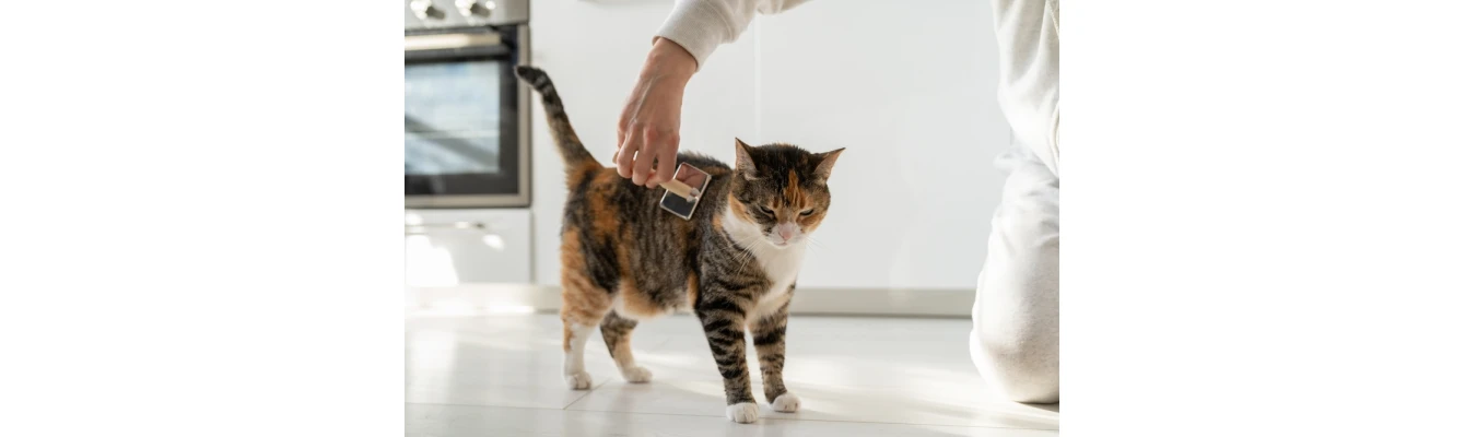 Πώς να φροντίσετε σωστά το τρίχωμα της γάτας σας