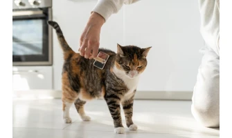 Πώς να φροντίσετε σωστά το τρίχωμα της γάτας σας