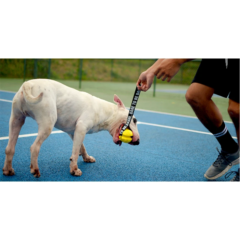 Παιχνίδι Σκύλου Εκπαιδευτικό Dashi Playtime Connection Yellow Tpr Ball 8x35cm ΣΚΥΛΟΙ