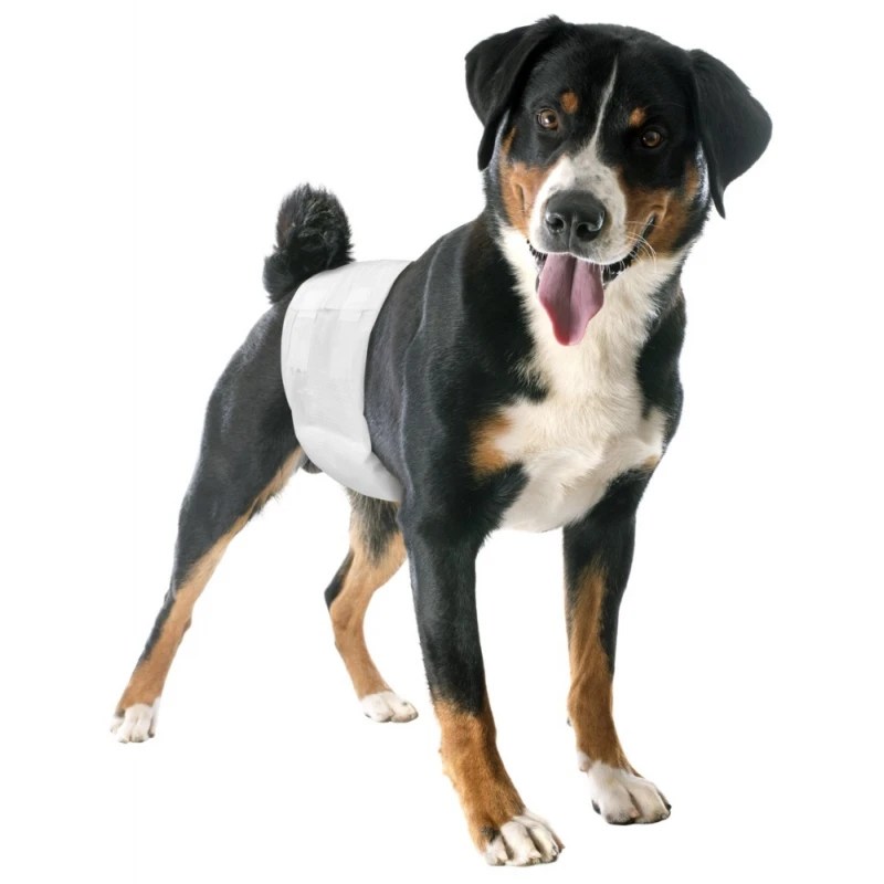 Πάνες Camon αρσενικού σκύλου μίας χρήσης Large 60-80cm 12τμχ ΚΑΘΑΡΙΟΤΗΤΑ - ΠΑΝΕΣ