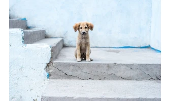 Αδέσποτα Ζώα: Τι πρέπει να κάνουμε νομικά αλλά και ηθικά