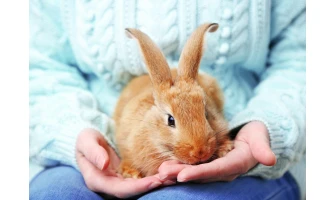 Τροφές για κουνέλια, ψάρια και πουλιά: 3+1 προτάσεις από το PetShop88