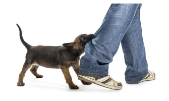 Σκύλος και δαγκώματα: Πότε είναι παιχνίδι και πότε πρέπει να το προσέχουμε