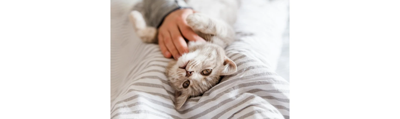 Πώς οι γάτες βοηθούν την υγεία μας; Πώς οι γάτες βοηθούν την υγεία μας;