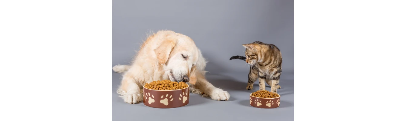 2+1 εσφαλμένες αντιλήψεις για τη διατροφή του σκύλου ή της γάτας σας