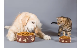 2+1 εσφαλμένες αντιλήψεις για τη διατροφή του σκύλου ή της γάτας σας