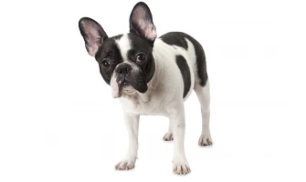 3+1 ράτσες σκύλων καναπέ για εσάς που θέλετε μία ήσυχη συντροφιά