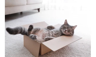 3+1 συμβουλές περιποίησης για τη γατούλα σας