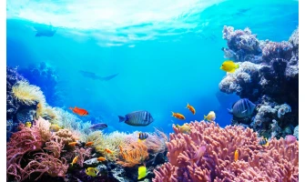 Πρωτότυπα ενυδρεία για ψάρια – Ιδέες για το σπίτι σας