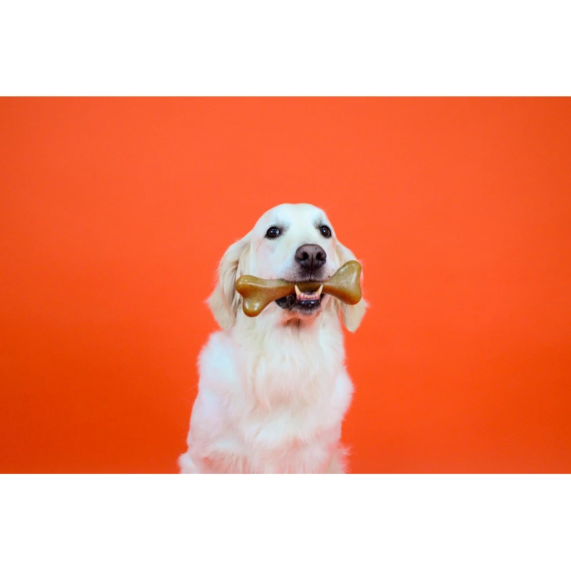 Παιχνίδι Σκύλου Dashi Taste & Fun Orange Fruity Bone Medium 5x15cm ΣΚΥΛΟΙ