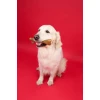 Παιχνίδι Σκύλου Dashi Taste & Fun Strawberry Fruity Bone Small 3,5x10,5cm Σκύλοι