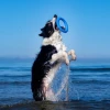 Παιχνίδι σκύλου Kiwi Walker Lets play Ring Maxi 18cm Πράσινο ΣΚΥΛΟΙ