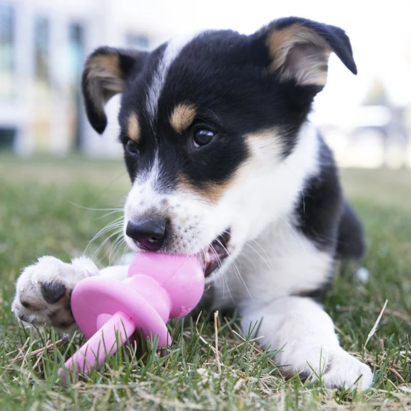 Kong Puppy Binkie Medium ΣΚΥΛΟΙ