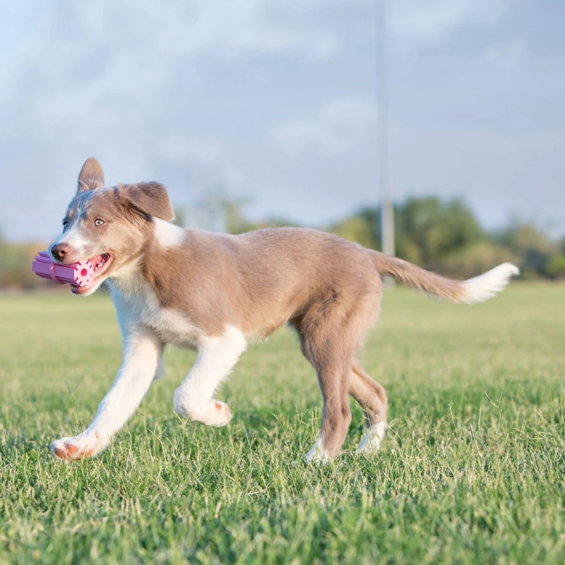 Kong Puppy Teething Stick Medium ΣΚΥΛΟΙ