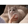 M-Pets Soft Massage Χτένα με Χοντρά Δόντια 8x5,4cm Ροζ Σκύλοι M-Pets Soft Massage Χτένα με Χοντρά Δόντια 8x5,4cm Ροζ Σκύλοι
