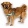 Επιστήθιο Max & Molly Q-Fit - Matrix 2.0 Large 52-56cm Πράσινο Σκύλοι Επιστήθιο Max & Molly Q-Fit - Matrix 2.0 Large 52-56cm Πράσινο Σκύλοι