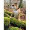 Λουρί - Οδηγός Max & Molly Ethnic Small 1,5x120cm Σκύλοι