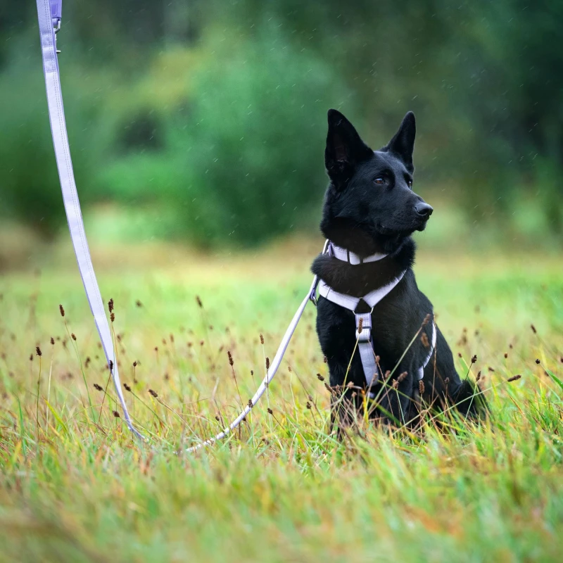 Περιλαίμιο Max & Molly Smart ID Collar - Matrix 2.0 Large 2,5x39-62cm Μωβ Σκύλοι