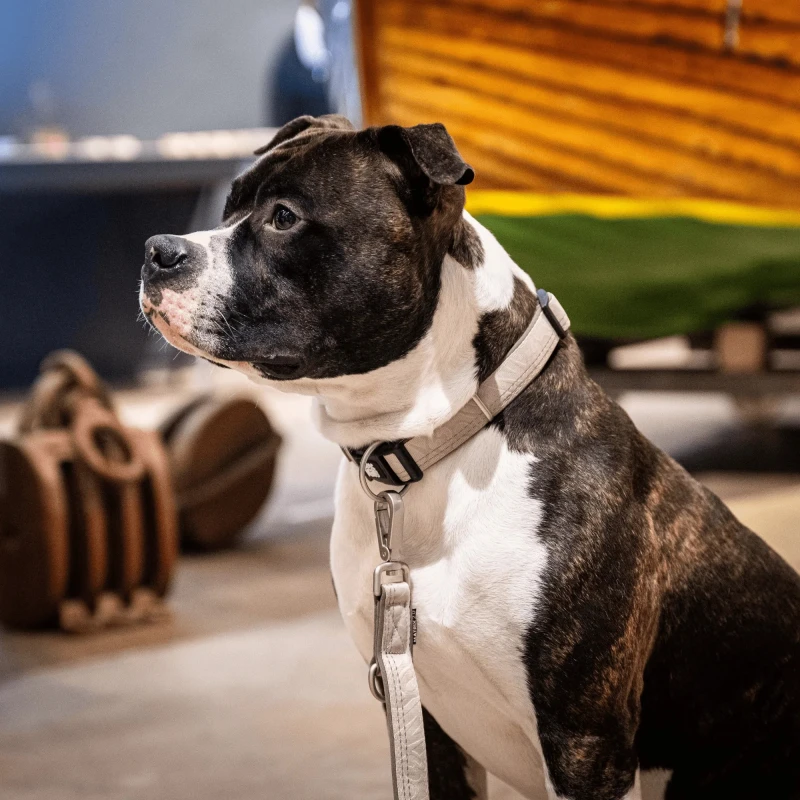 Περιλαίμιο Max & Molly Smart ID Collar - Matrix 2.0 Large 2,5x39-62cm Μπεζ Σκύλοι Περιλαίμιο Max & Molly Smart ID Collar - Matrix 2.0 Large 2,5x39-62cm Μπεζ Σκύλοι