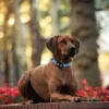 Περιλαίμιο Max & Molly Smart ID Collar - Matrix 2.0 Large 2,5x39-62cm Μπλε Σκύλοι Περιλαίμιο Max & Molly Smart ID Collar - Matrix 2.0 Large 2,5x39-62cm Μπλε Σκύλοι