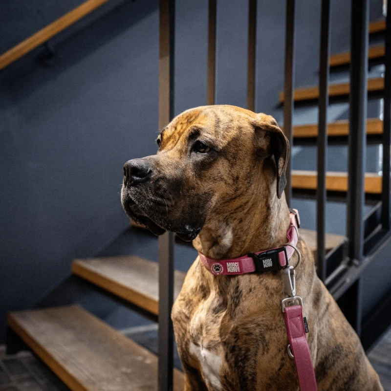 Περιλαίμιο Max & Molly Smart ID Collar - Matrix 2.0 Small 1,5x28-45cm Ροζ Σκύλοι Περιλαίμιο Max & Molly Smart ID Collar - Matrix 2.0 Small 1,5x28-45cm Ροζ Σκύλοι